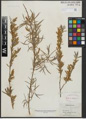 Foto von Salix argophylla Nutt.